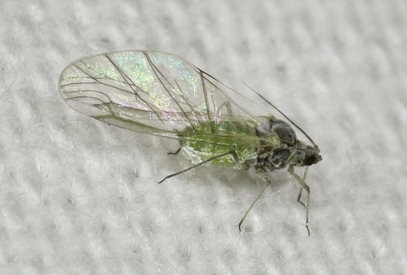 Aphididae e Psyllidae: cfr. Cacopsylla sp.